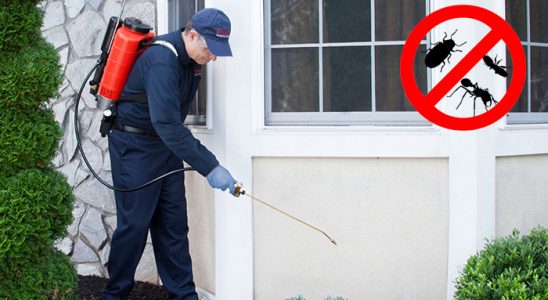 Finike Tahtakurusu İlaçlama böcek ilaçlama ve haşere kontrolü — ilaclama-tr.com